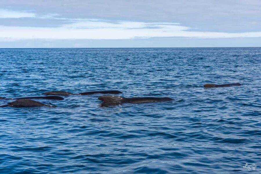 Basque Country : Whale and Dolphin Watching Boat Tours - Meeting at 14 Quai de l’Infante and getting boat-ready