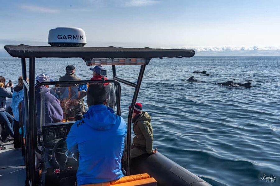 Basque Country : Whale and Dolphin Watching Boat Tours - The 3.5-hour observation zone: dolphins, pods, and how close is close
