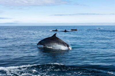 Basque Country : Whale and Dolphin Watching Boat Tours - The 45-minute run to the Gouf de Capbreton underwater canyon
