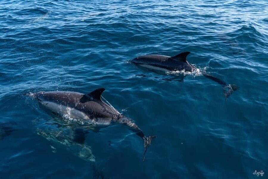 Basque Country : Whale and Dolphin Watching Boat Tours - What species you can realistically expect from this coast
