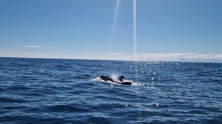 Basque Country : Whale and Dolphin Watching Boat Tours - Coffee, timing, and the sense of a well-run expedition