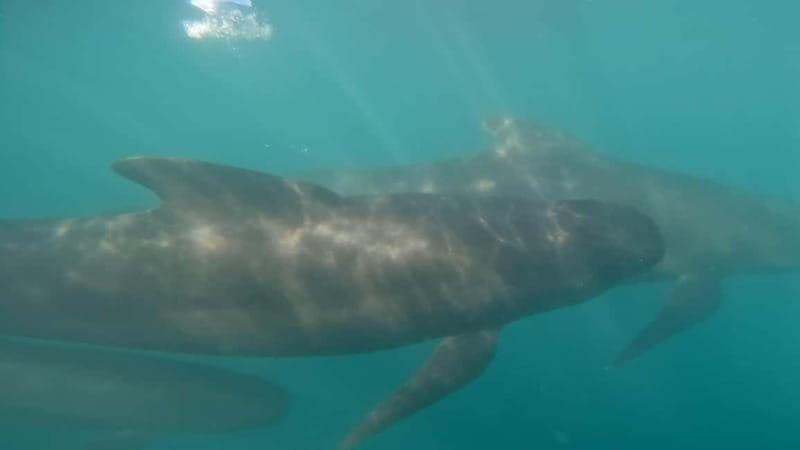 Basque Country : Whale and Dolphin Watching Boat Tours - Value for money: what $199 buys you on the water