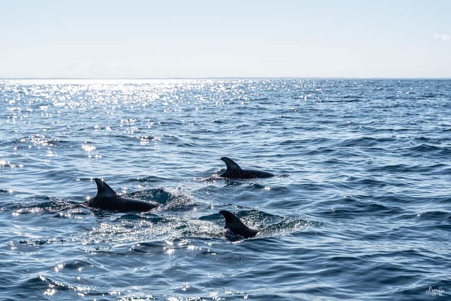 Basque Country : Whale and Dolphin Watching Boat Tours - Who this Basque whale and dolphin tour is best for
