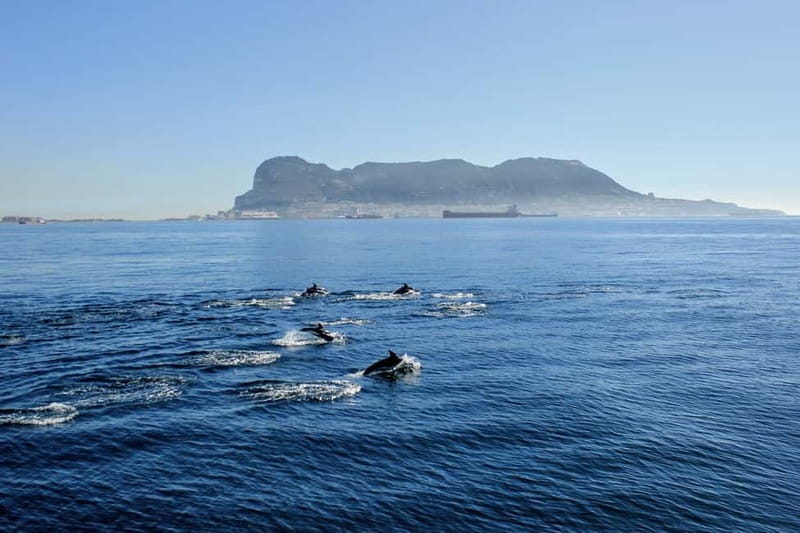Bay of Gibraltar: Dolphin Cruise - Key things to know before you go