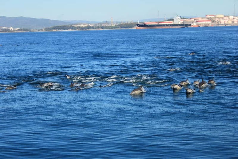 Bay of Gibraltar: Dolphin Cruise - Wild dolphins near the Rock: what makes this cruise work