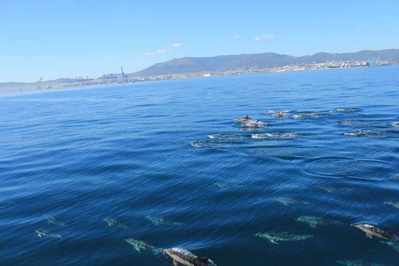 Bay of Gibraltar: Dolphin Cruise - How the crew finds dolphins (and why it changes everything)