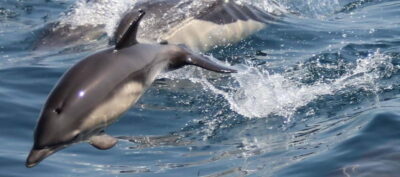 Bay of Gibraltar: Dolphin Cruise - The 75-minute cruise plan: what you’ll do on the water