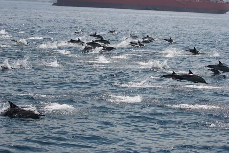 Bay of Gibraltar: Dolphin Cruise - The main downside: double-check departure details