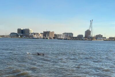 Baywatch Dolphin Tours – Pier 21 Galveston - 40 to 45 minutes on the water: the pacing that works