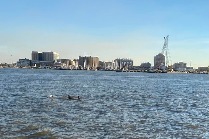 Baywatch Dolphin Tours – Pier 21 Galveston - 40 to 45 minutes on the water: the pacing that works