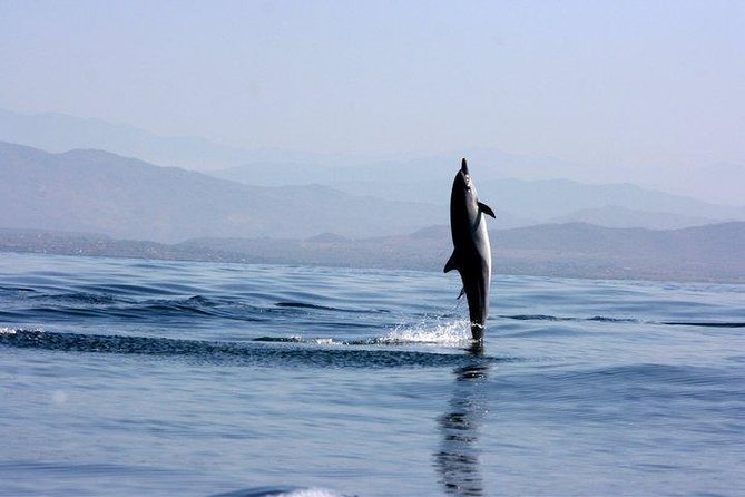 Beaches Dolphins And Viewpoints Discovering The Hidden Port By Sea And Land - Puerto Escondido Pickup: How the Morning Starts