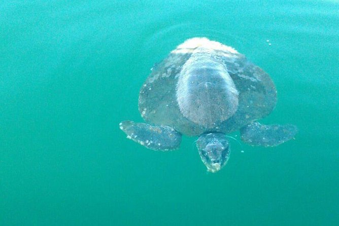 Beaches Dolphins And Viewpoints Discovering The Hidden Port By Sea And Land - One-Hour Ocean Time: Sea Turtles and Dolphin Chances