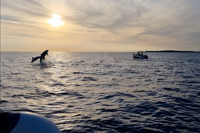 Beautiful Sunset and Dolphin Watching - Wild dolphin watching: how to think about that 95% success rate