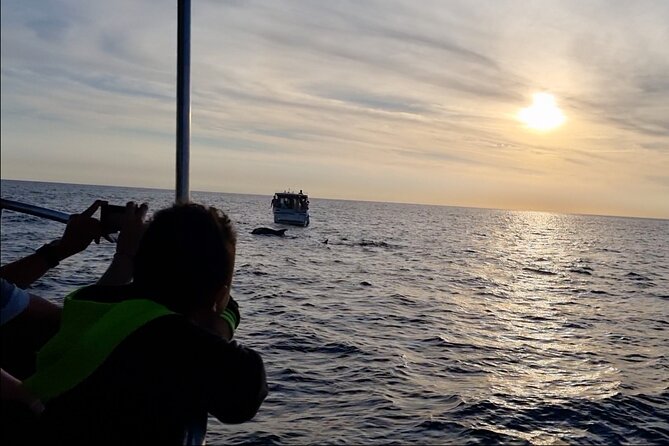 Beautiful Sunset and Dolphin Watching - Sunset over the Adriatic: why this timing hits harder than it sounds