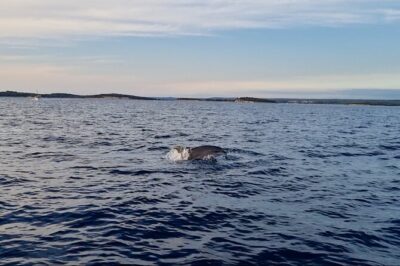 Beautiful Sunset and Dolphin Watching - Brijuni National Park waters: what the cruise portion feels like