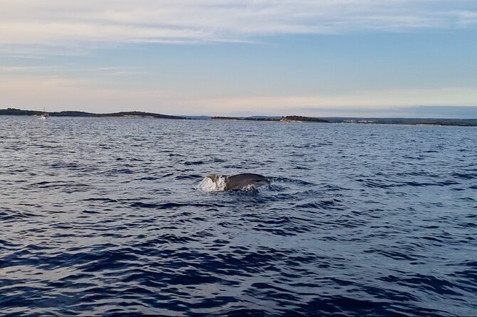 Beautiful Sunset and Dolphin Watching - Brijuni National Park waters: what the cruise portion feels like