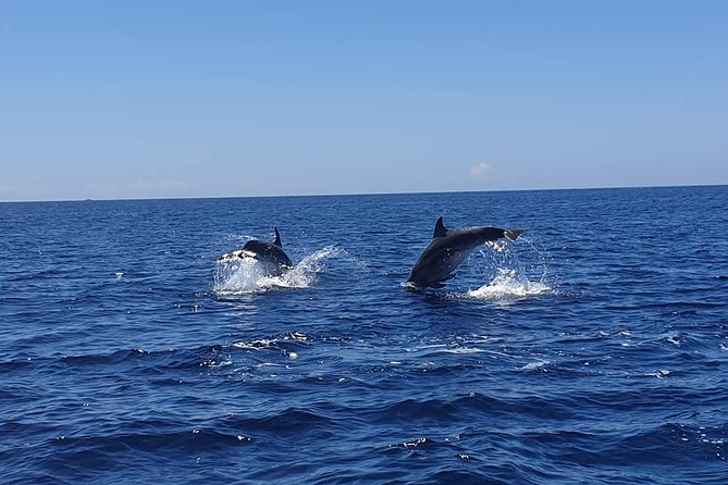 Become a dolphin protector! Lisbon Eco-dolphin watching - Key highlights to look for