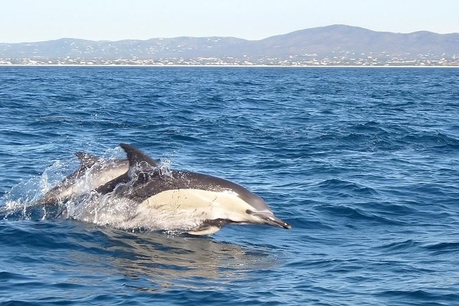 Become a dolphin protector! Lisbon Eco-dolphin watching - Lisbon Eco-Dolphin Watching From Sesimbra: What makes it different