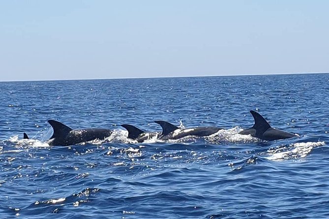 Become a dolphin protector! Lisbon Eco-dolphin watching - The eco part: collecting floating plastic without making it weird