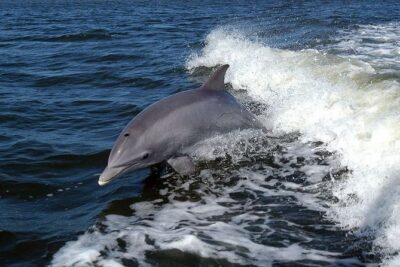 Become a dolphin protector! Lisbon Eco-dolphin watching - Dolphin watching near the Professor Luís Saldanha Marine Park