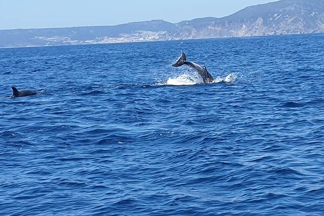Become a dolphin protector! Lisbon Eco-dolphin watching - Who should book this eco dolphin trip