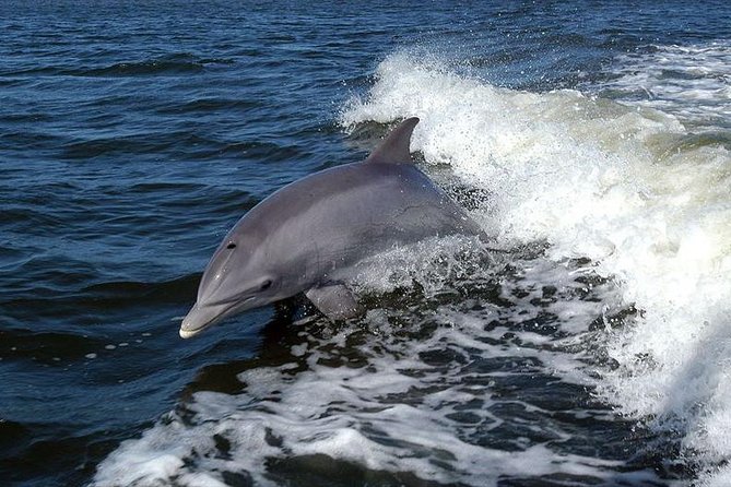 Become a dolphin protector! Lisbon Eco-dolphin watching - Dolphin watching near the Professor Luís Saldanha Marine Park