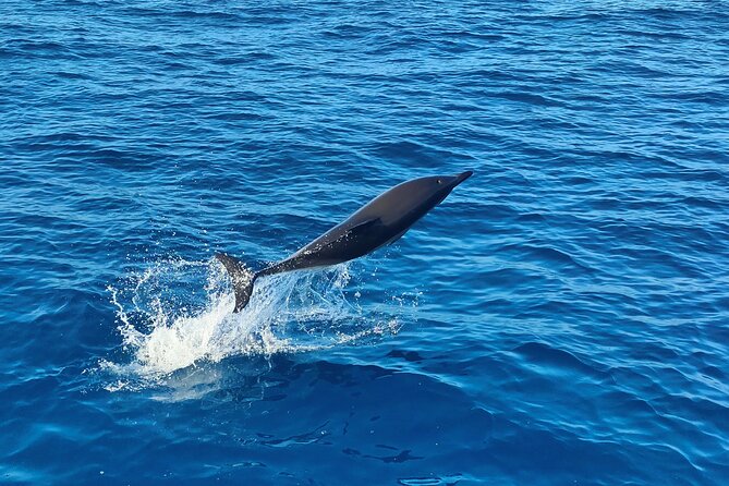 Benagil Caves and Dolphin Watching - 2.5h - The Swim Moment: Towel, Swimsuit, and Sea Conditions
