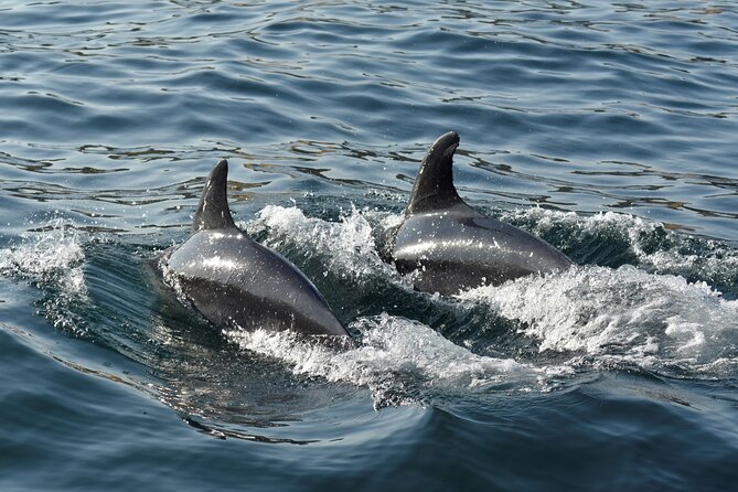 Benagil Caves and Dolphin Watching - 2.5h - Who This Tour Fits Best (and Who Should Skip)