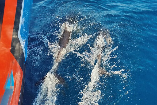 Benagil Caves and Dolphin Watching - 2.5h - Dolphin and Other Wildlife Spotting in Open Water