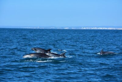 Benagil Caves Visit with Dolphins Watching from Albufeira - Entering Algar de Benagil and the Benagil beach viewpoints