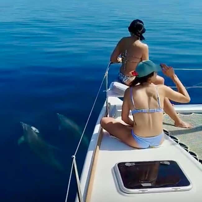 Benalmádena: Catamaran with dolphin watching and drinks - Dolphin watching: how to spot them (and what to do if you don’t)