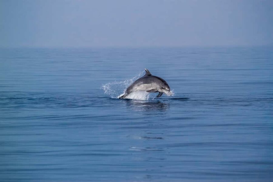 Benalmadena: Dolphin Sighting Boat Tour - Key things I’d focus on before you go