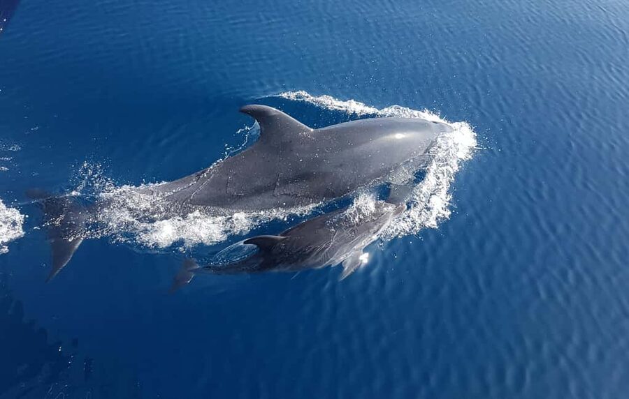 Benalmadena: Dolphin Sighting Boat Tour - Two hours on the water in Benalmádena