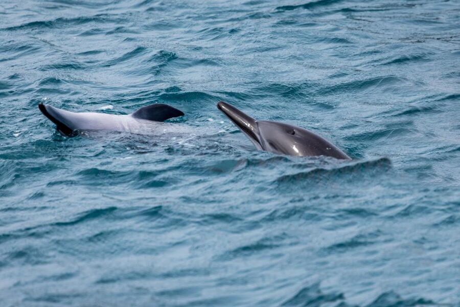 Benalmadena: Dolphin Watching Boat Tour - Who Should Book This Benalmádena Dolphin Cruise (and Who Should Skip It)