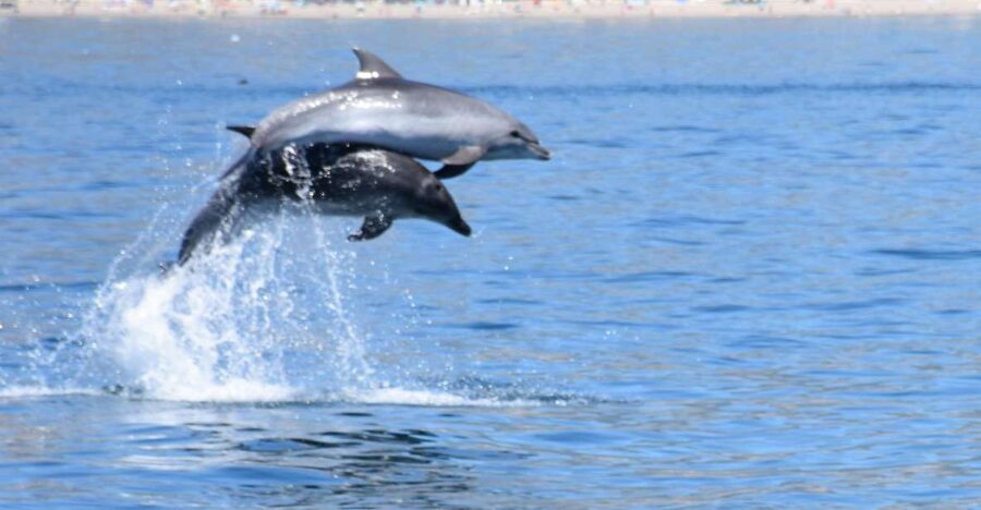 Benalmadena: Dolphin Watching Boat Tour - What You’ll See From the Water: Fuengirola to Málaga Coastline Highlights