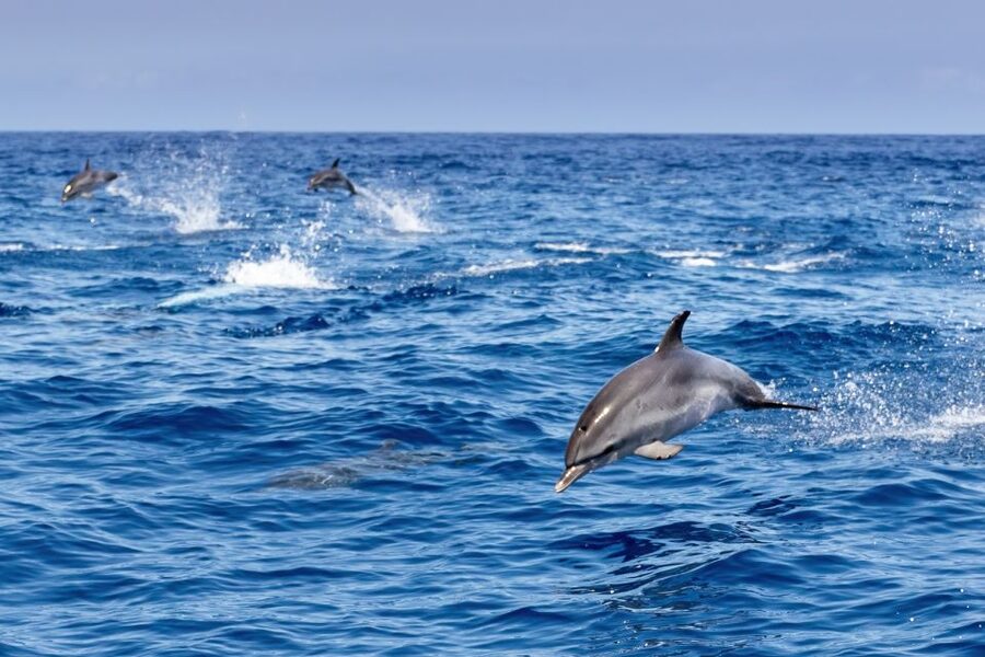 Benalmadena: Dolphin Watching Boat Tour - Underwater Windows and On-Deck Views: Getting Better Dolphin Sightings