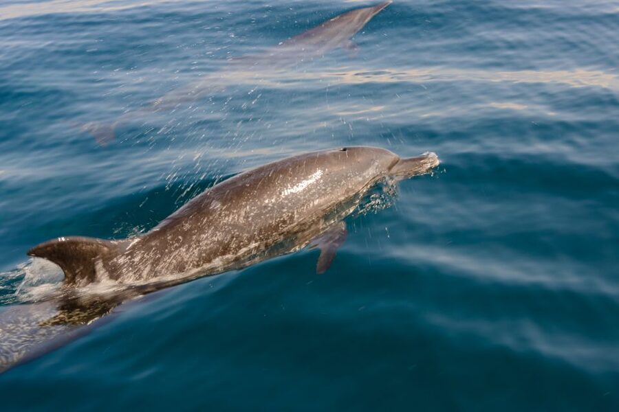 Benalmadena: Dolphin Watching Boat Tour - Itinerary in Real Terms: How the Stops Feel on the Water