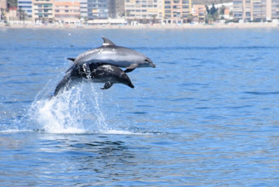Benalmadena: Dolphin Watching Boat Tour - Dolphin Rules That Matter: Blue Flag-Style Watching Without the Ruckus