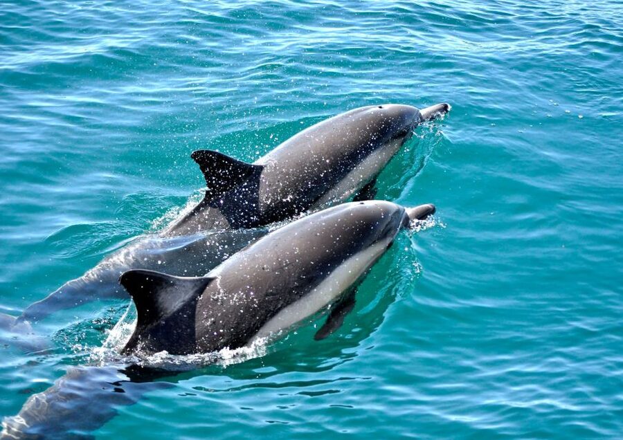 Benalmadena: Private Boat Trip – Dolphins, Drinks & Snacks - Who This Boat Trip Suits Best