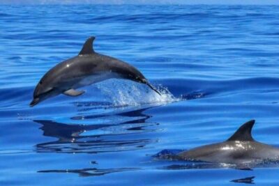 Benalmádena: Sailing and Dolphin Watching with Snacks and Drinks - The Sailing Part: Comfortable Views With a Wildlife Scanning Goal