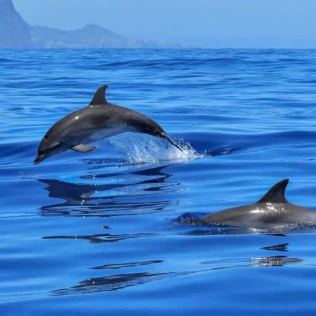Benalmádena: Sailing & Dolphin Watching with Snacks/Drinks - Dolphin Watching Off Benalmádena: What You’ll Actually See