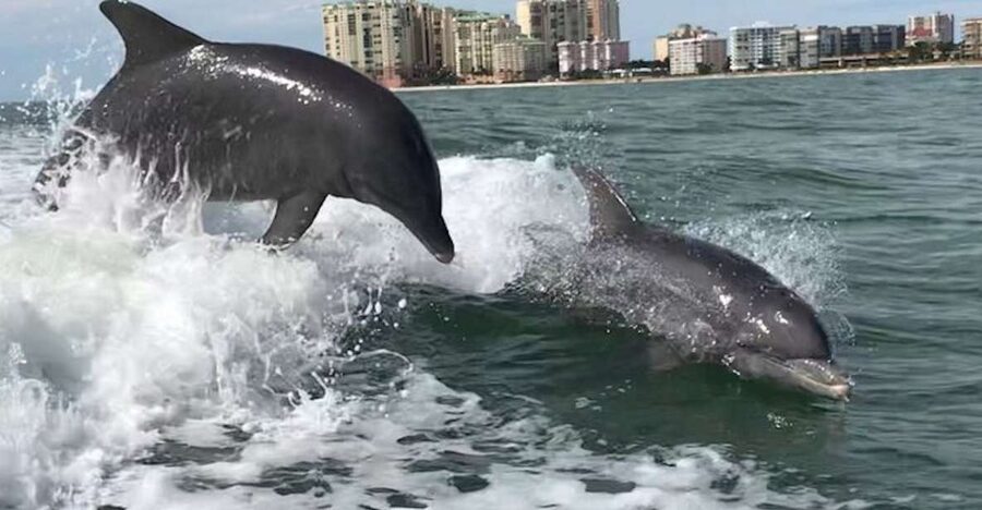 Best of Marco Dolphin Tour - Key Things That Make This Tour Work