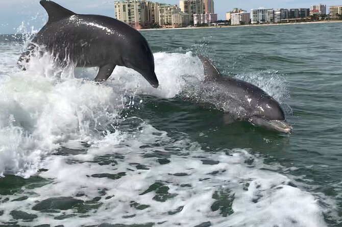 Best of Marco Island Dolphin Tour - Key Highlights You’ll Actually Notice