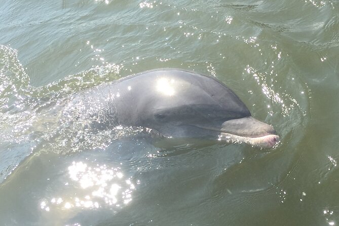 Best of Marco Island Dolphin Tour - Cape Romano Tip: When Weather and Water Conditions Allow