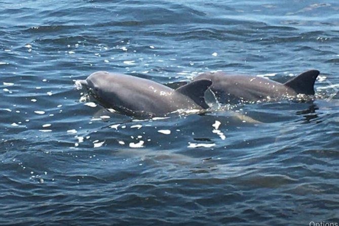 Big Fun Dolphin Cruise & Sealife Experiece ORANGE BEACH ALABAMA - Key things I’d zero in on