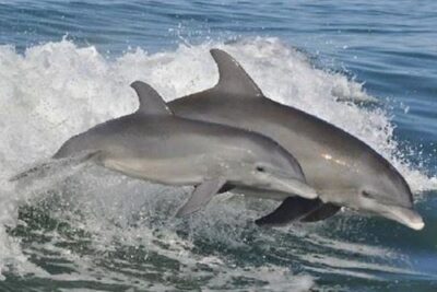 Big Fun Dolphin Cruise & Sealife Experiece ORANGE BEACH ALABAMA - The Sea Life Experience: Hands-On, Fast, and a Little Wild