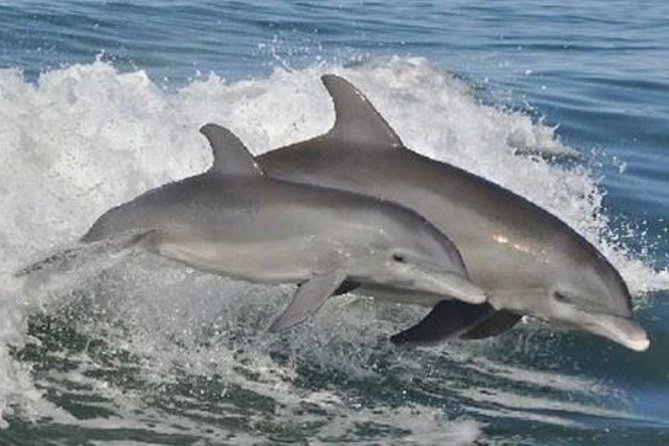 Big Fun Dolphin Cruise & Sealife Experiece ORANGE BEACH ALABAMA - The Sea Life Experience: Hands-On, Fast, and a Little Wild