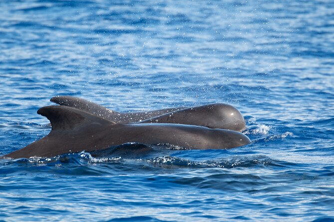 Big Island: Pelagic Whale Watch Tour - What you might see: dolphins, humpbacks, sharks, and the rare whale-shark jackpot
