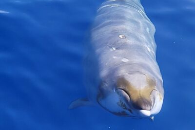Big Island: Pelagic Whale Watch Tour - The boat and the ride: what comfort really means on whale-watch time