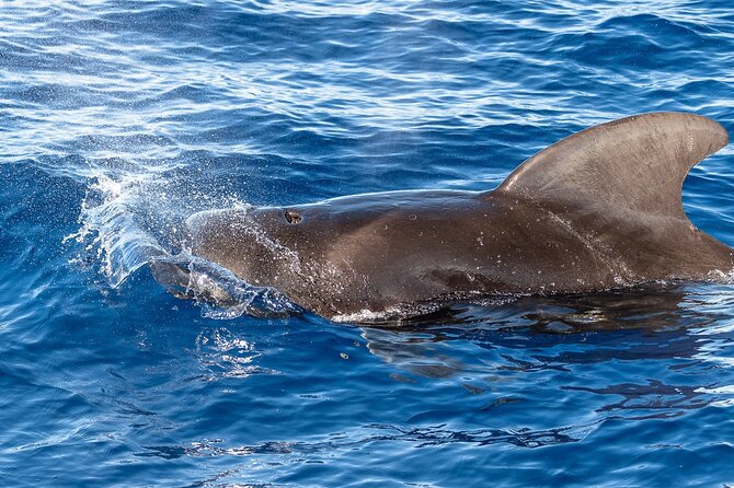 Big Island: Pelagic Whale Watch Tour - Timing, meeting point, and how to prep for a 3–4 hour ocean session